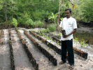 Mangroven-Aufforstung in Sri Lanka
